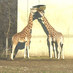 FloreQuatre (@florequat) Twitter profile photo FloreQuatre (@florequat) Twitter profile photo