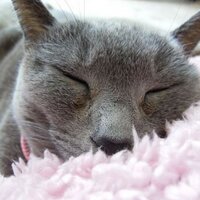 *fairyland* (@fairycat7) Twitter profile photo