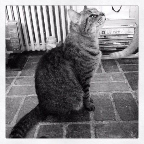 DarkStar5050's profile picture. Busy feeding the cats. Jamie, Darcy, Tiger & Pippa