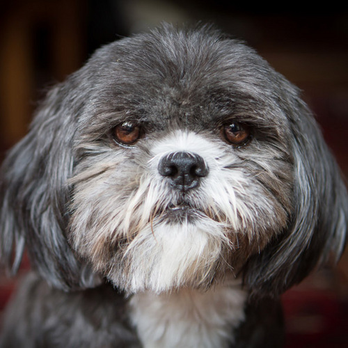I'm your best friend (that's a shih-tzu rescue). I enjoy walks, chasing toys and snuggling.