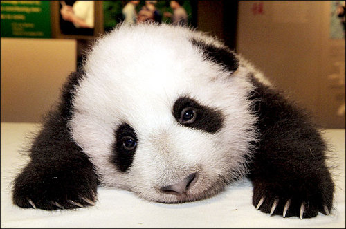 Panda loves food! FOO-O-O-O-D! And…Panda is not a multinational food company. That would be another Twitter handle.