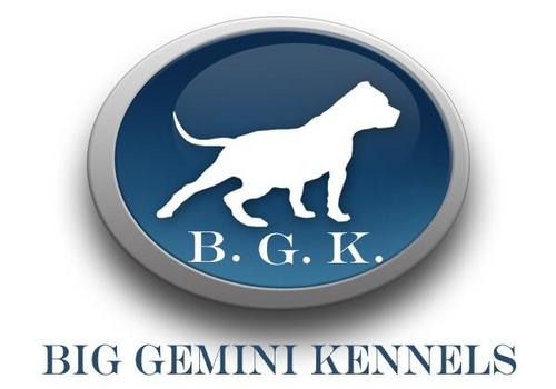 BIG GEMINI KENNELS, home of the largest XL Bully pitbulls in the world!!  We are one of the top international breeders of high quality XXL Bully pitbulls!!  