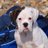 Boo_boxer's profile image