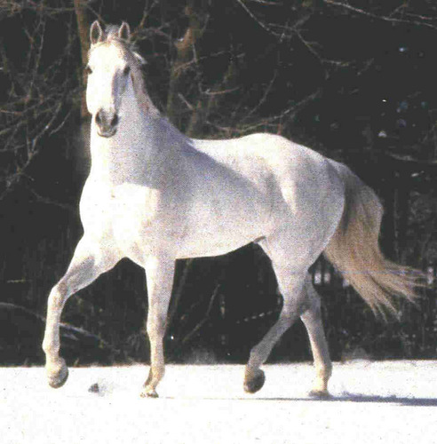Horse Cock