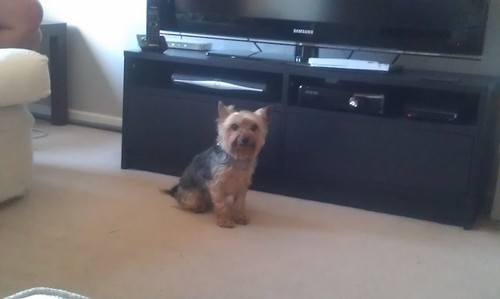 bad arse yorkie from kersal son what!!