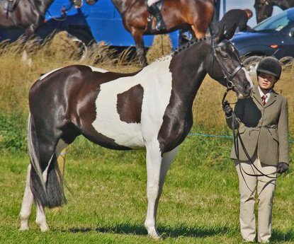 Set in beautiful Northumberland we breed & sell excellent competition horses & ponies as well as great all rounders.