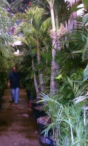 Providing the tri-state area with beautiful tropical plants since 1980. Call 212.244.1333 or visit us! E-mail orders/questions to PlantHouse29@yahoo.com.