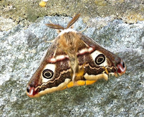 verdantdaydream's profile picture. 