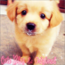Delphineshine (@delphinesh) Twitter profile photo