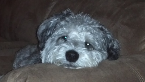 UmaB33's profile picture. Brou-bass!