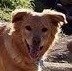 Golden Retriever extraordinaire and Dad's best friend. Started out life in a Houston shelter, now living the life on a country estate with sweet Penny Lively.