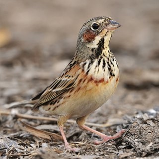 CraigConstance's profile picture. 