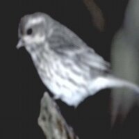 Hitori Tori (@hitoritorimusic) 's Twitter Profile