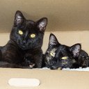 Sondra Scott - @sondra46 - Twitter