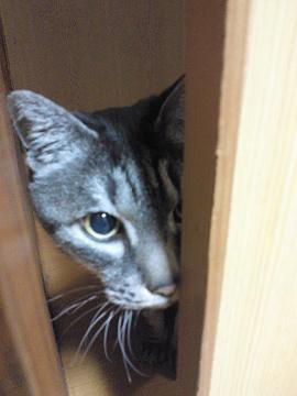 繊細な音楽が好きな猫です。 I like high quality music. My favorite artists are Sing Like Talking, Megumi Mori, Satoru Shionoya, ・・・