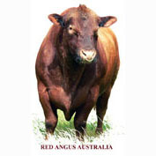 Red Angus Society of Australia Inc. Promoting quality Australian Red Angus cattle in Australia
02 6773 3022