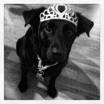 JuneElise26's profile picture. Humorous. Cheese Lover. Dancer. Big on Family. Dog Lover. Shopaholic. Can't stop, Won't stop. Without suffering, there is no compassion.  @ChicagoMPI