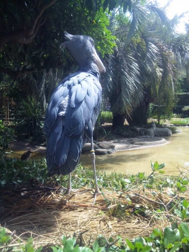 JSAKEPAPA's profile picture. 管工事施工管理技師1級他。投資歴16年。 モンハンSB, MR673HR903。アイスボーンMR700HR928。 小中学生息子。学童・中学野球。料理。 怪談。保護猫の三毛猫10 歳。◎2020ラーメン116
○21→117❍22→104⦿23→100☆24→103杯25→31＊26→2