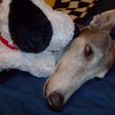 devin brewer - @dog03 - Twitter