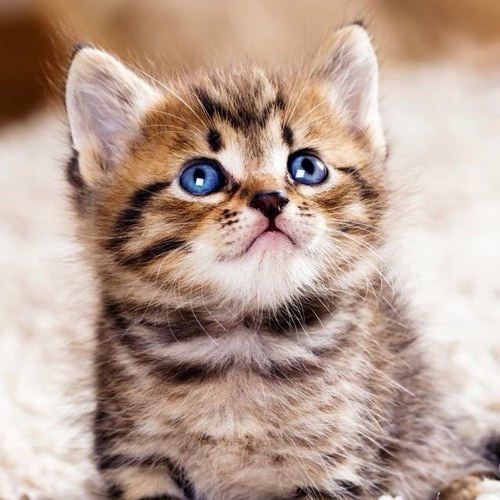 azazasas1's profile picture. 