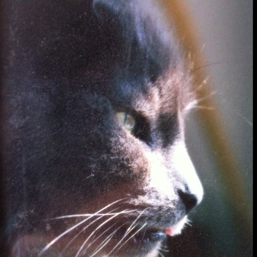 Mothycat's profile picture. 