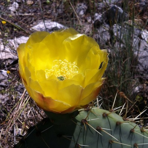 KaMeL211's profile picture. Voir dans le temps, l'espace et la matière / Supra-connaissance /Imaginer / Innover. #Precognition #Clairvoyance #RemoteViewing #Intuition #LucidDream