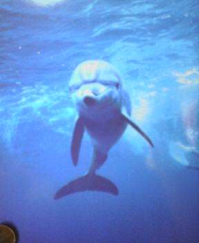 seads_diving's profile picture. 埼玉県春日部市のダイビングショップ・シーズ春日部店です。ダイビングライセンス取得やダイビングツアーなど開催しています。ダイビングのことならなんでもご相談ください！
営業時間 12:00〜20:00
定休日 水曜日
tel 048-734-5672
駐車場あります