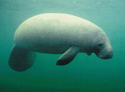 I'm a manatee, dear. And I'm here to help.