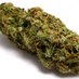 Med. Weed (@med_weed1) Twitter profile photo
