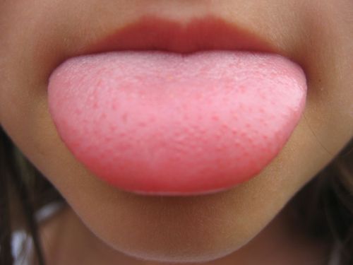 TasteBudsTampa's profile picture. Will Tweet for Food!