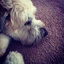 pfitzgerald - @patrick_mccrea - Twitter