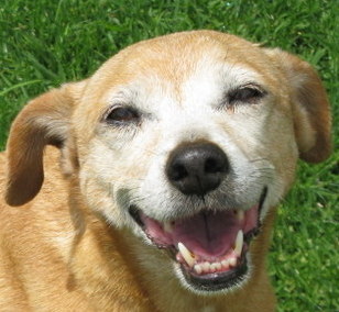 Mara4algarve's profile picture. ESL teacher who loves dogs, loves gardening, but hates paperwork!