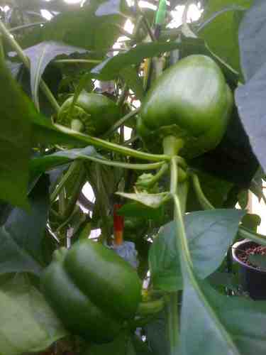 Youth development professional, teaching about the environment, gardening (dabbling in #aquaponics), hiker/backpacker