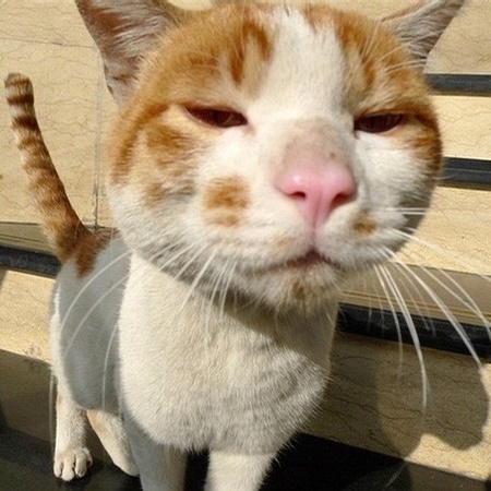 人出没，猫注意