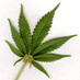 Med. Cannabis (@med_cannabis) Twitter profile photo