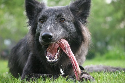 Aankomend webwinkel in Kvv voeding en barf artikelen voor uw hond en/of kat