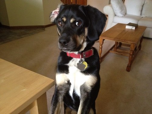 rraustiniii's profile picture. Follow my work in Catholic schools at @rickyatace. Mostly #manutd soccer and #notredame football here.