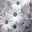 Irene Conklin - @ConklinIrene - Twitter