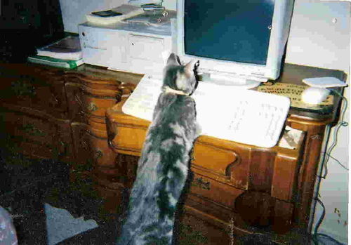 mousetomato's profile picture. doing the network thing...