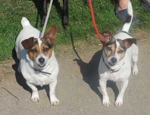 PembsLostDogs's profile picture. Pembrokeshire Dog Pound, taking in lost/stray dogs. We have a NON DESTRUCT policy & work tirelessly to rehome every abandoned dog brought to us.