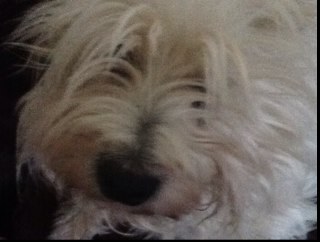 mrsboth's profile picture. Mum to a teenager, a toddler and a babe in arms. Grey with a hint of brown( just grey really). Enjoy 🏉 💛💙 & ⛳️ A bit short....