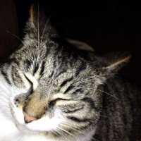 Karen Kilgour (@kags6811) 's Twitter Profile