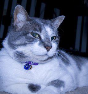 bbypierre's profile picture. feline extraordinaire / foot masseuse / floor-licking for sympathy