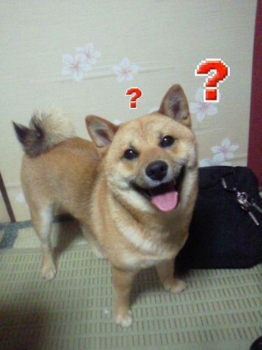 2010年5月15日生まれ！柴犬のりきです♪よく見た目で女の子に間違えられるけど名前の通り男の子です。月刊シーバに載りました♪ちょっと小さめのお父さんとお母さんだったので豆柴？と聞かれますが、柴犬です。散歩だいすき☆昼寝大好き☆猫も大好き☆色々噛む癖を治したい！