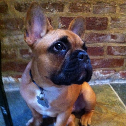 Ollie_Monster's profile picture. 