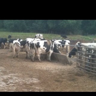 Ryan_Todd8's profile picture. 