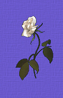 getwellnow's profile picture. Elizabeth Hepburn, a cancer survivor, offers meditations, music, inspirational articles and alternative healing options through the mind, body spirit connection