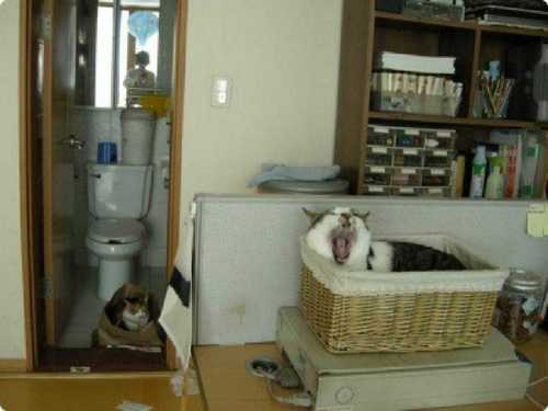 magoya3's profile picture. 착하고 똑똑한 냥이들과 바보엄마