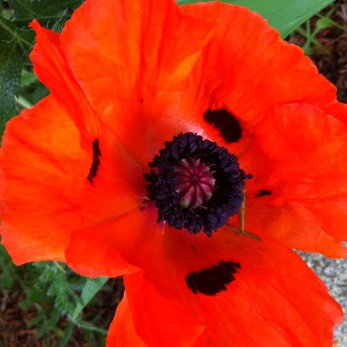 dysisfaye's profile picture. 