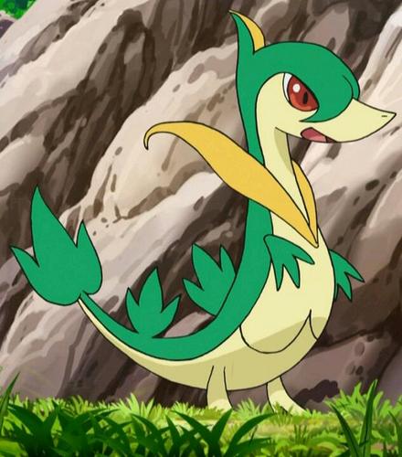I'm a Servine, and my Trainer is @Trainer_JohnD . I love taking his hat. (RP)